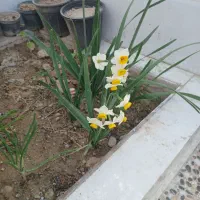 رهن-خونه-نهضت-6-16-متری-دوم-2-خاب