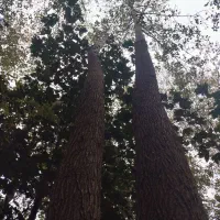 فروش درخت ۱۵ ساله صنوبر