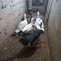 اردک روسی نر بالغ