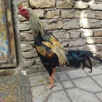 تخم نطفه دار لاری اصل