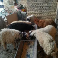 گوسفند|حیوانات مزرعه|کارون, |دیوار