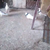 کبور طوقی|پرنده|ایوان, |دیوار