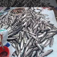 ماهی قزل آلا