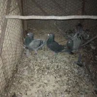 کبوتر