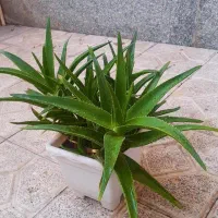 گل و گیاه زینتی