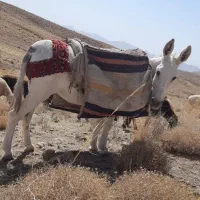 خرماده گلگی به شرط همچی|حیوانات مزرعه|کوهسرخ, |دیوار