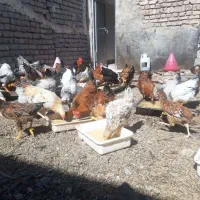 فروش مرغ و خروس و اردک و بوغلمون و بلدرچین|حیوانات مزرعه|اصفهان, اصفهانک|دیوار