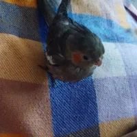 جوجه عروس هلندی گمشده