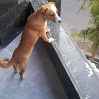 سگ خانگی بیصدا