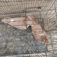 زرد ریشی|پرنده|کرمان, |دیوار