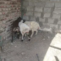 سه راس بره چینی درجه یک|حیوانات مزرعه|زرند, |دیوار