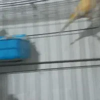 جفت قناری کار داده|پرنده|کرمان, |دیوار