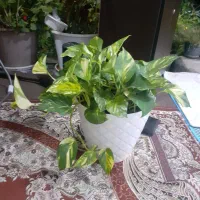 گل ۱|گل و گیاه طبیعی|رشت, یخسازی|دیوار