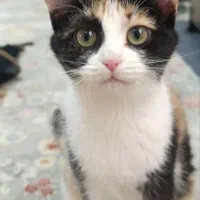 گربه ی آلمانی خانگی