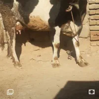 گاوشیری ۱۶کیلوشیر