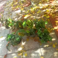 گل آپارتمانی|گل و گیاه طبیعی|سلماس, |دیوار