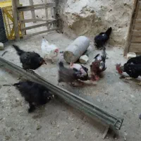 مرغ و خروس|حیوانات مزرعه|سیدان, |دیوار