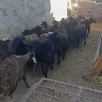 بره نر قره قزل|حیوانات مزرعه|تیکمه داش, |دیوار