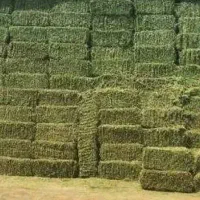 یونجه پرس شده