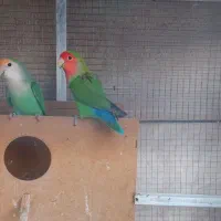 طوطی برزیلی|پرنده|ایذه, |دیوار