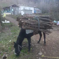 مادیان باری و ارام