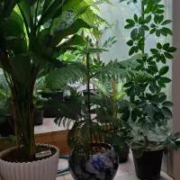 گل زیبای مناسب هدیه و دفتر کار و منزل|گل و گیاه طبیعی|فیروزآباد (فارس), |دیوار