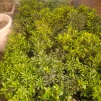 فروش ویژه گیاهان زینتی با ضمانت یک ساله