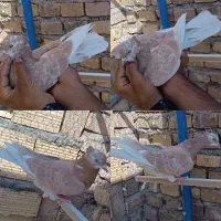 15 عدد کفتر پرشی ساعت سنگین .|پرنده|اردکان, |دیوار