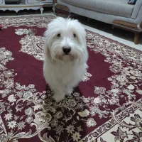 واگذاری|سگ|تهران, منیریه|دیوار