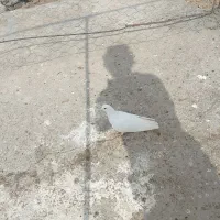 ۵کفتر|پرنده|قائن, |دیوار