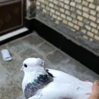 طوقی|پرنده|اهواز, کوی سعدی|دیوار