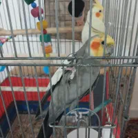 عروس هلندی جفت و یدونه تک