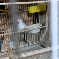 کبوترخانگی چینی