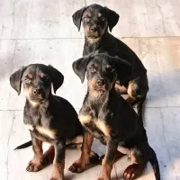 توله روتوایلر