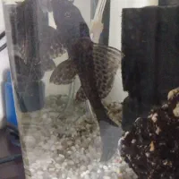 لجن خوار،|ماهی|نیشابور, فردوس شمالی|دیوار