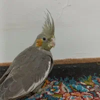 جوجه عروس هلندی