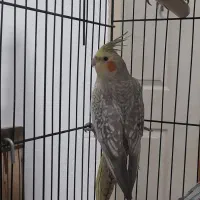 ۳تا عروس هلندی و یک طوطی دوتا قفس|پرنده|سیرجان, |دیوار