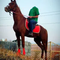 اسب عرب یک سر