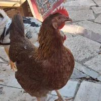 مرغ کورچ و خروس گلین جوان تازه بالغ|حیوانات مزرعه|تهران, کن|دیوار