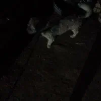 سگ پا کوتا