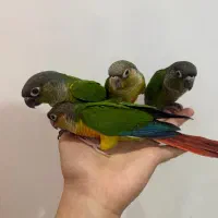 سه عدد جوجه گرینچیک رام دونه خور|پرنده|بندر انزلی, معلم|دیوار