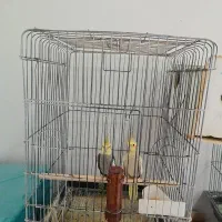 عروس هلندی با جوجه|پرنده|رفسنجان, |دیوار