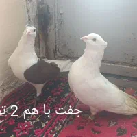 کبوتر  2تا دوکت،و ماده دم‌سفید