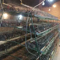 تخم بلدرچین ،گوشت،جوجه،تخم ،کود