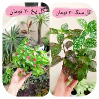 گل پتوس زامفولیا سانسوریا حسن یوسف یخ فیلندرون سنگ|گل و گیاه طبیعی|مشهد, بهمن|دیوار