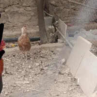 مرغ|حیوانات مزرعه|کازرون, |دیوار