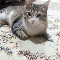 گربه نر گم شده در فاز ۵ پادادشهر