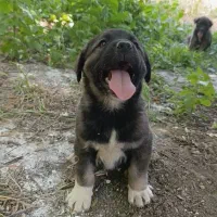 تو له سگ سرابی اصیل