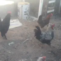 خروس درشت|حیوانات مزرعه|طبس, |دیوار