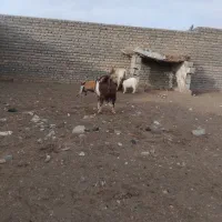 بزپاکستانی|حیوانات مزرعه|فریمان, |دیوار